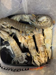 シャコ釣れています！！