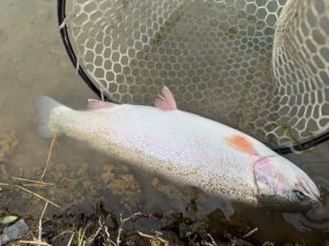 マスと戯れてきますた🎣