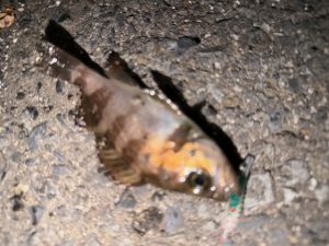 仕事終わりの短時間調査🎣