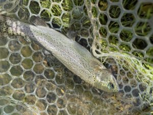 ハシゴで管釣り🎣