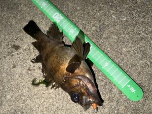 めちゃくちゃ久々のメバリング🎣