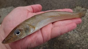 ３週連続キス釣り釣行！