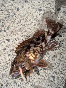 月舘君呪いにかかるの巻②