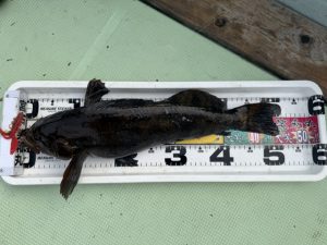 ロックフィッシュ調査兵団【in宮古：サクッと大型編】