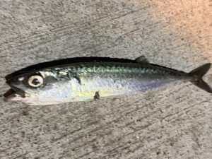 仕事終わりにちょっくらお遊び🎣
