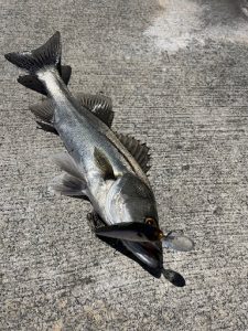 まだ釣れる