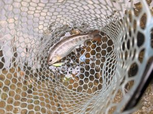 荒雄川でネイティブトラウト