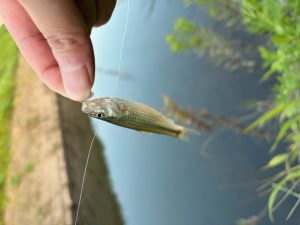 チャビング風釣行