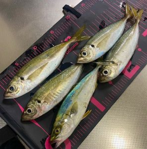 鶴岡アジング