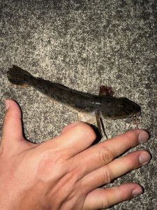 塩釜のハゼ好調★