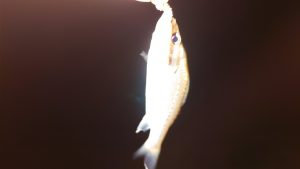 今年初のハゼ釣り！