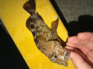 ちょくら雄勝でお遊び🎣