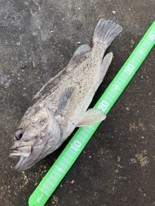 ちょっくら遊んできました🎣