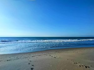 転生してマゴチに生まれたと思ったらﾜｰﾑで釣られた件。
