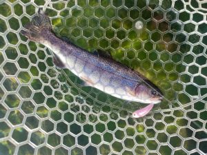 アルクスポンド焼津釣果！