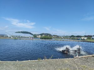 怪魚コロソマにチャレンジ