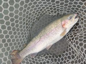 アルクスポンド焼津!良型マス入ってます!