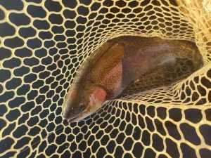 浜名湖フィッシングリゾート！ビックトラウト！！