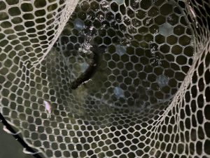 アルクスポンド焼津へ初釣り！