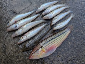 釣行日記～表奥浜名湖＆野池＆サーフ～