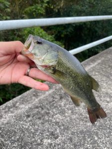 久しぶりの釣果情報！？