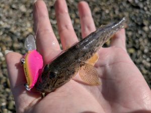 浜名湖でふらっとハゼクラ
