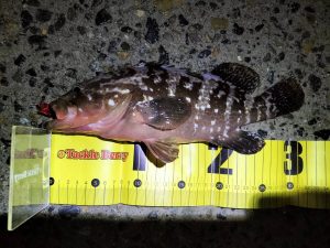 一つテンヤを岸からブン投げるとオモシロイぞ( *´艸｀)