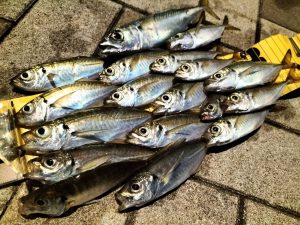 アジング釣査 in 神戸