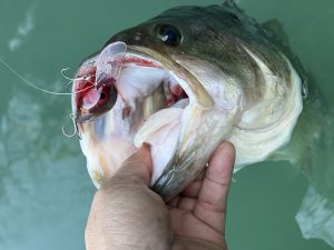 【渋谷ファイヤー通り店】スタッフ初バス釣果＆ブレードホバリン65入荷！ソフトハニタス4”入荷