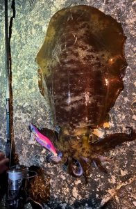 【ソルト釣果情報】南房総・冬エギングキロアップ連発!!