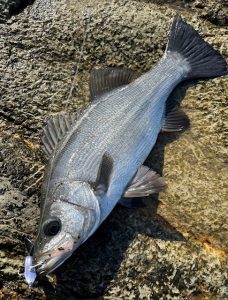 【ソルト釣果情報】南房青物、ヒラスズキ調査！