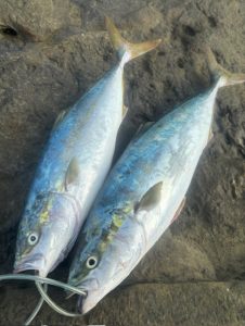 🐟【ソルト釣果情報】房総ロックショア＆LSJ青物🐟