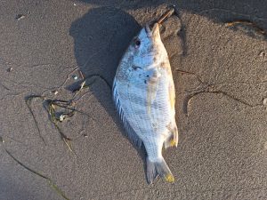 釣果情報