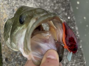 私はバイクで釣りに行く。