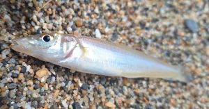釣果情報～♪