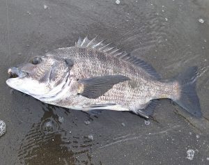 釣果情報