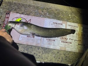 釣果情報！