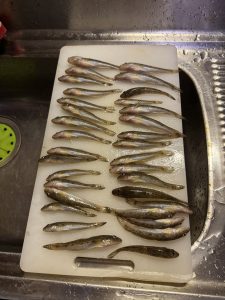 【釣果報告】ハゼ～涸沼～