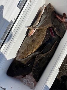 【入荷情報】極鋭ヒラメ!!!