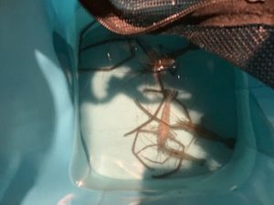 ウナギ＆手長エビ釣り