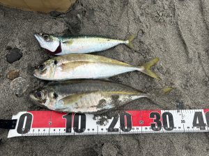 遠州サーフ釣果情報