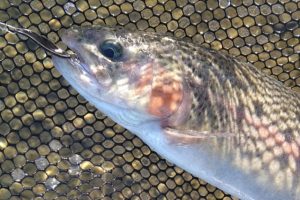 エリアトラウトコーナーより