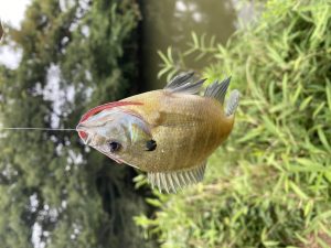 ☆バスの後はアメナマの餌釣り！☆
