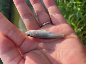 たまには小物釣を。