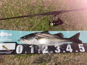 ★常陸利根川へシーバスに！★