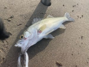 ◇買取強化中◇鉾田サーフ！