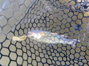 ☆釣りはじめはトラウトで！(^_-)-☆