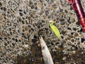 ♡外房でソフトハニタス大活躍!!♡