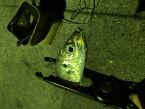 ★那珂湊アジング！！★