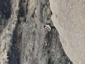 【成田409号店】釣果情報！！（ショアジギング）
